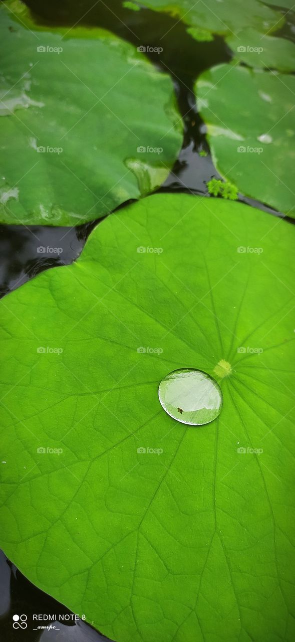 Blobs of water playing on lusciously green lotus leaves. A scene of monsoon in Kerala, India.