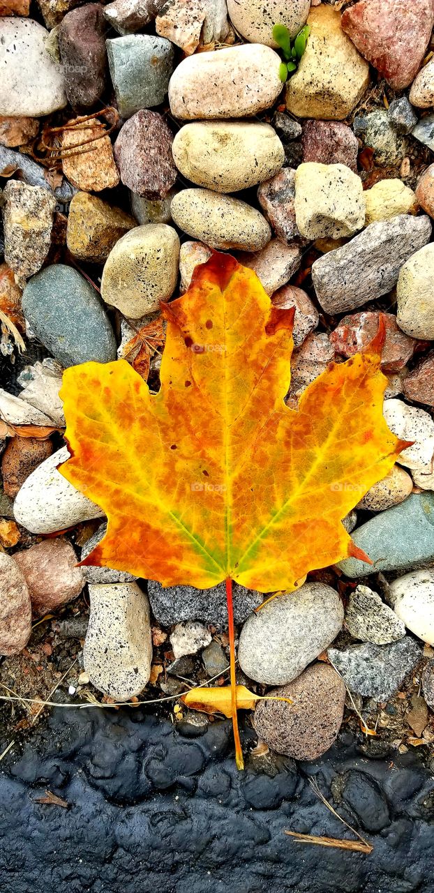 Colorful Maple Leaf and Rocks
