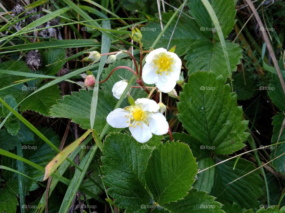 сентябрьская земляничка