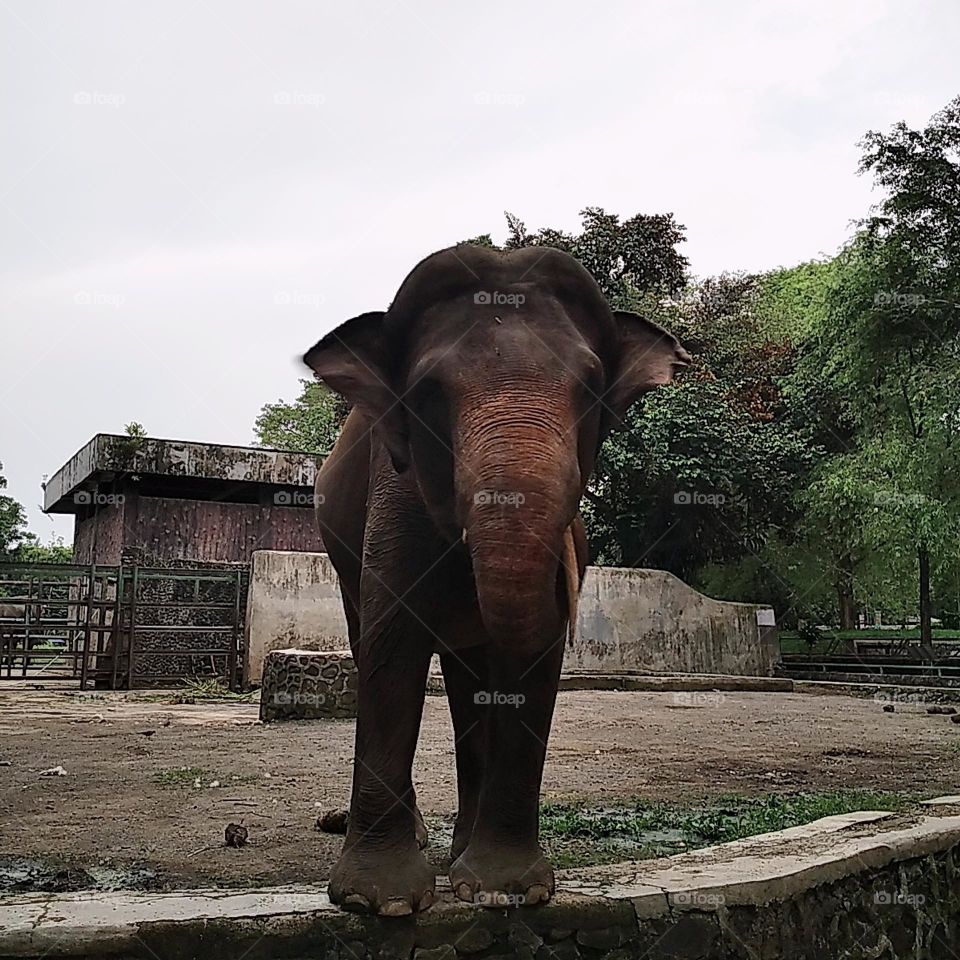 Elephant standing