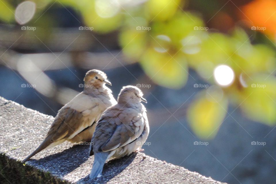 Eternal valentines enjoying the winter sun. 💛