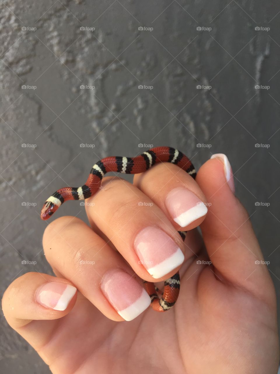 King snake, Florida wildlife, Florida snake, snake, colorful, black, red, yellow, stripes, baby snake