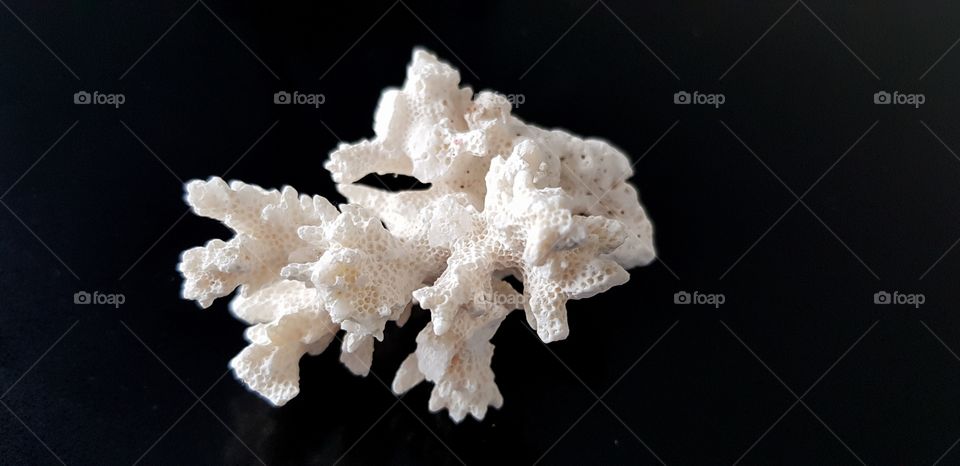 Calcified coral - beautiful, yet a sad reminder of one of the many consequences of climate change.