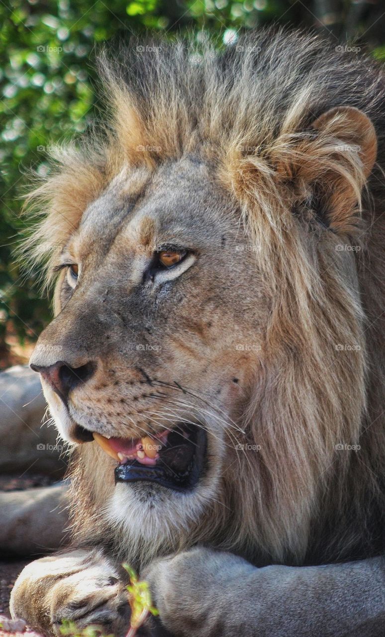 wild male lion . Addo South Africa.