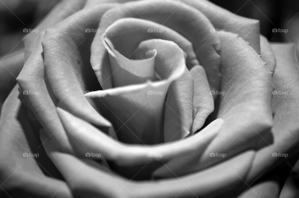 Extreme close-up of rose flower