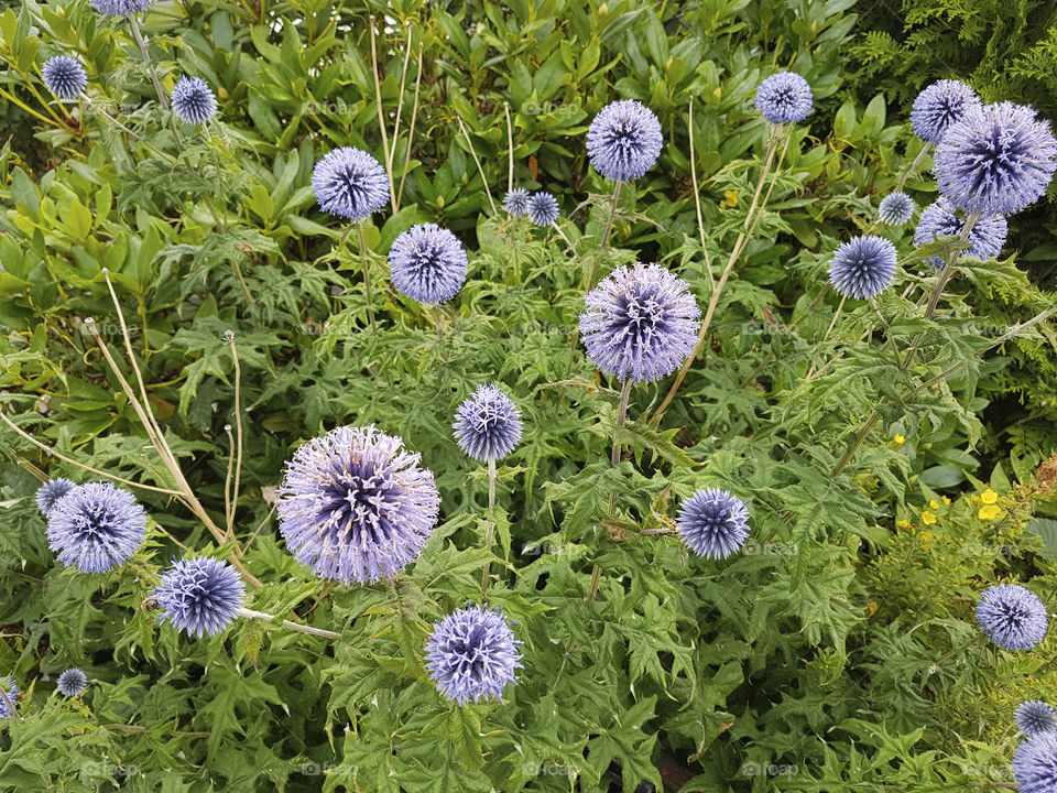 Round purple blue flowers - Taplow blue globe thistle .
Runda blå lila blommor , blå bolltistel 