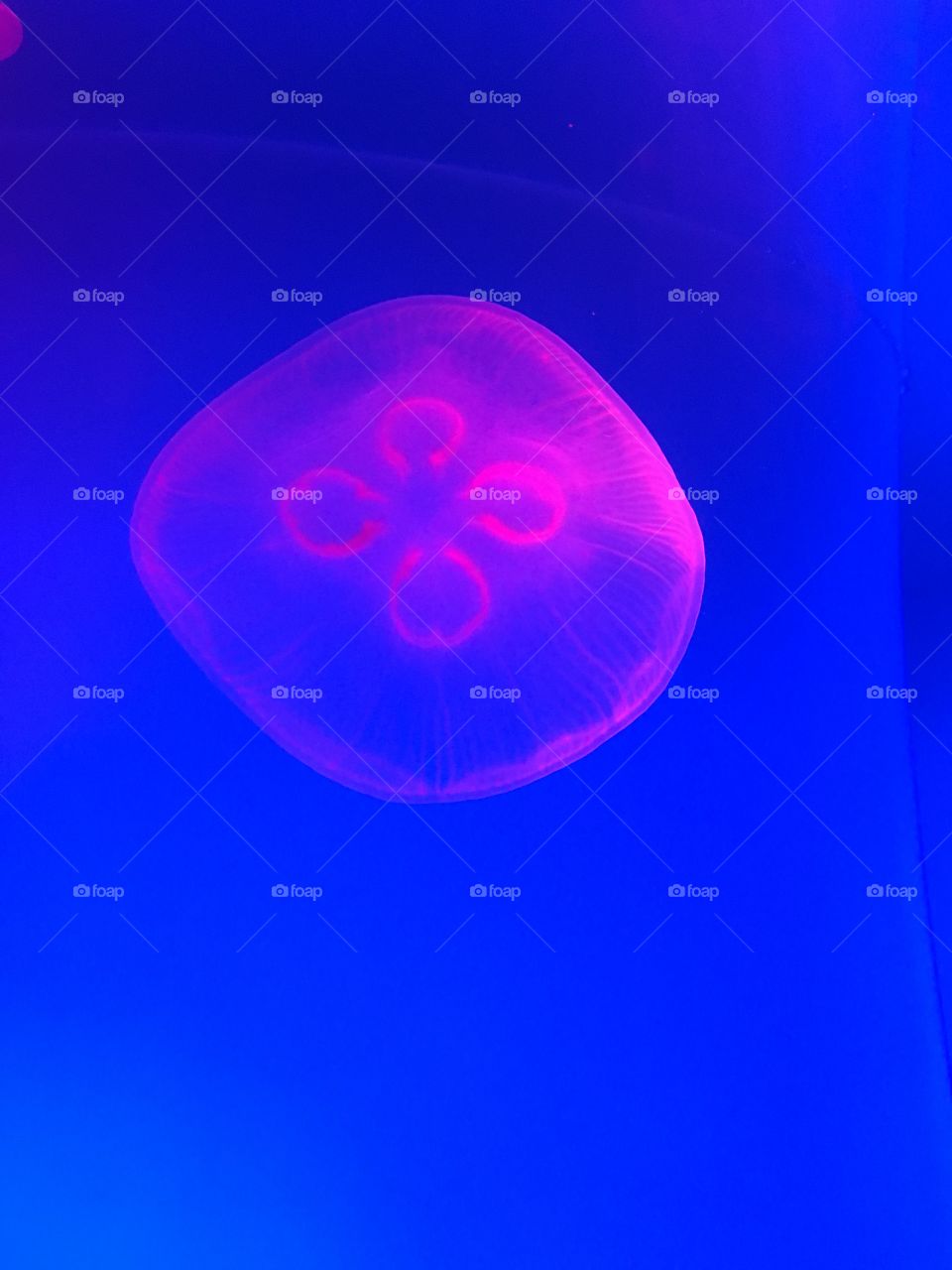 Pink jellyfish 
