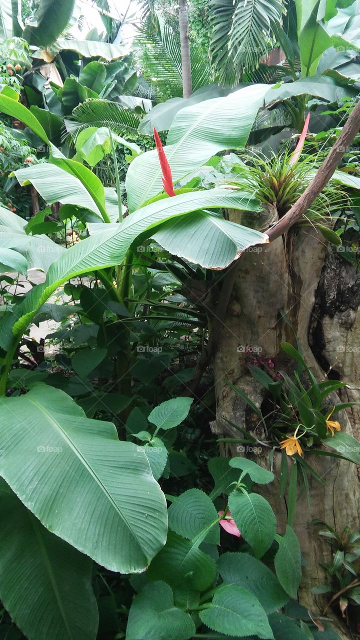 Tropical plants rainforest botanical