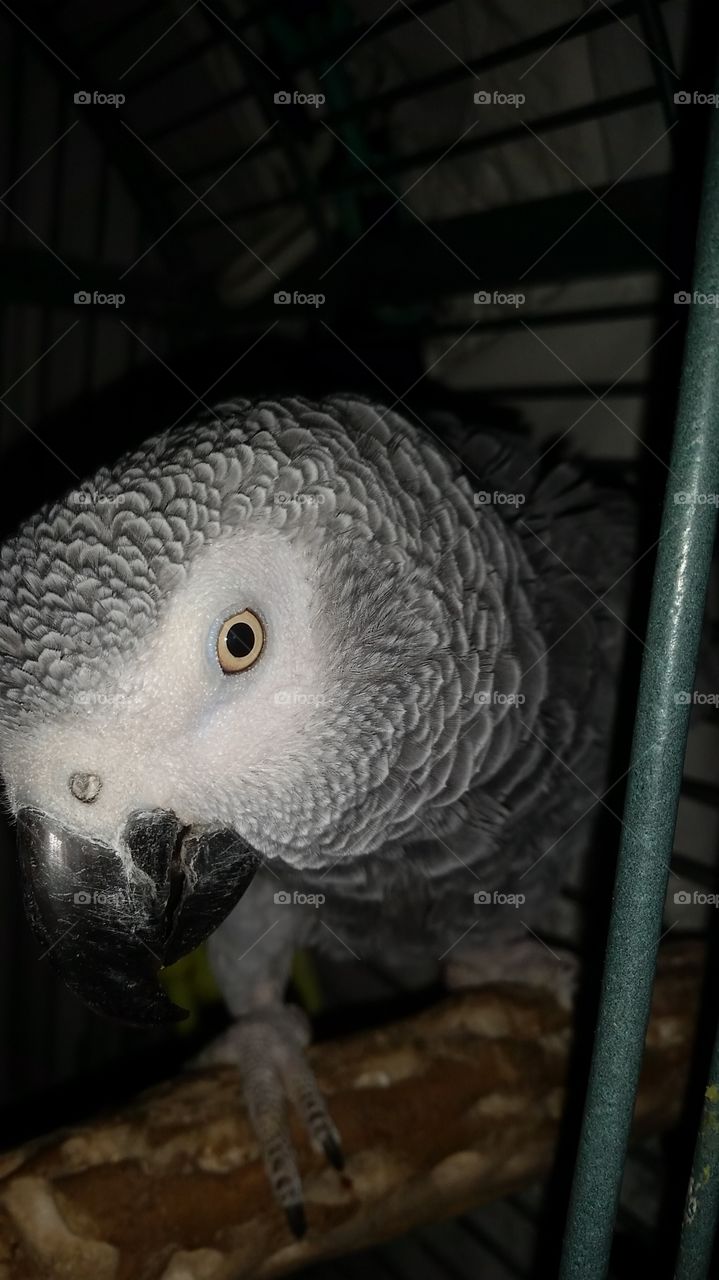 Congo African Grey Parrot. Mr. Grey up close, my pet bird of 15 years