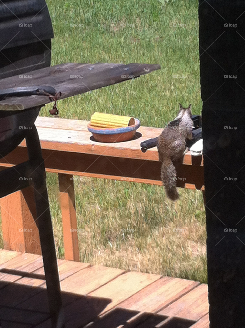 Squirrel on Deck 2