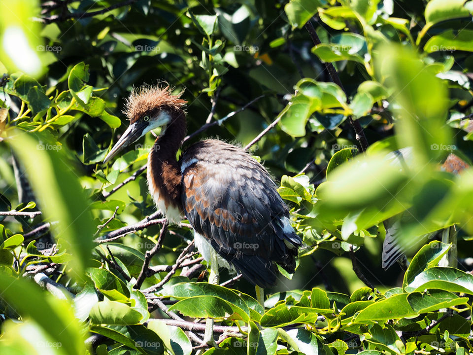 Young Tri Color Heron . Young Tricolored Her on in a tree 