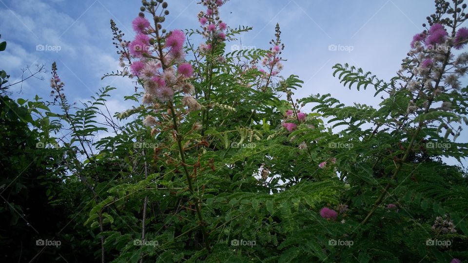a beautiful flowers in the garden.