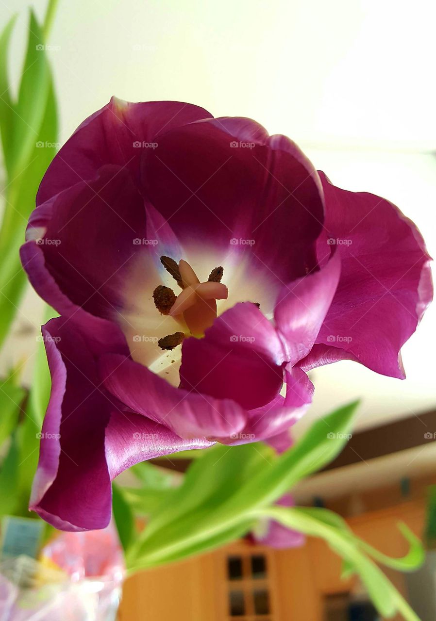 Beautiful macro shots