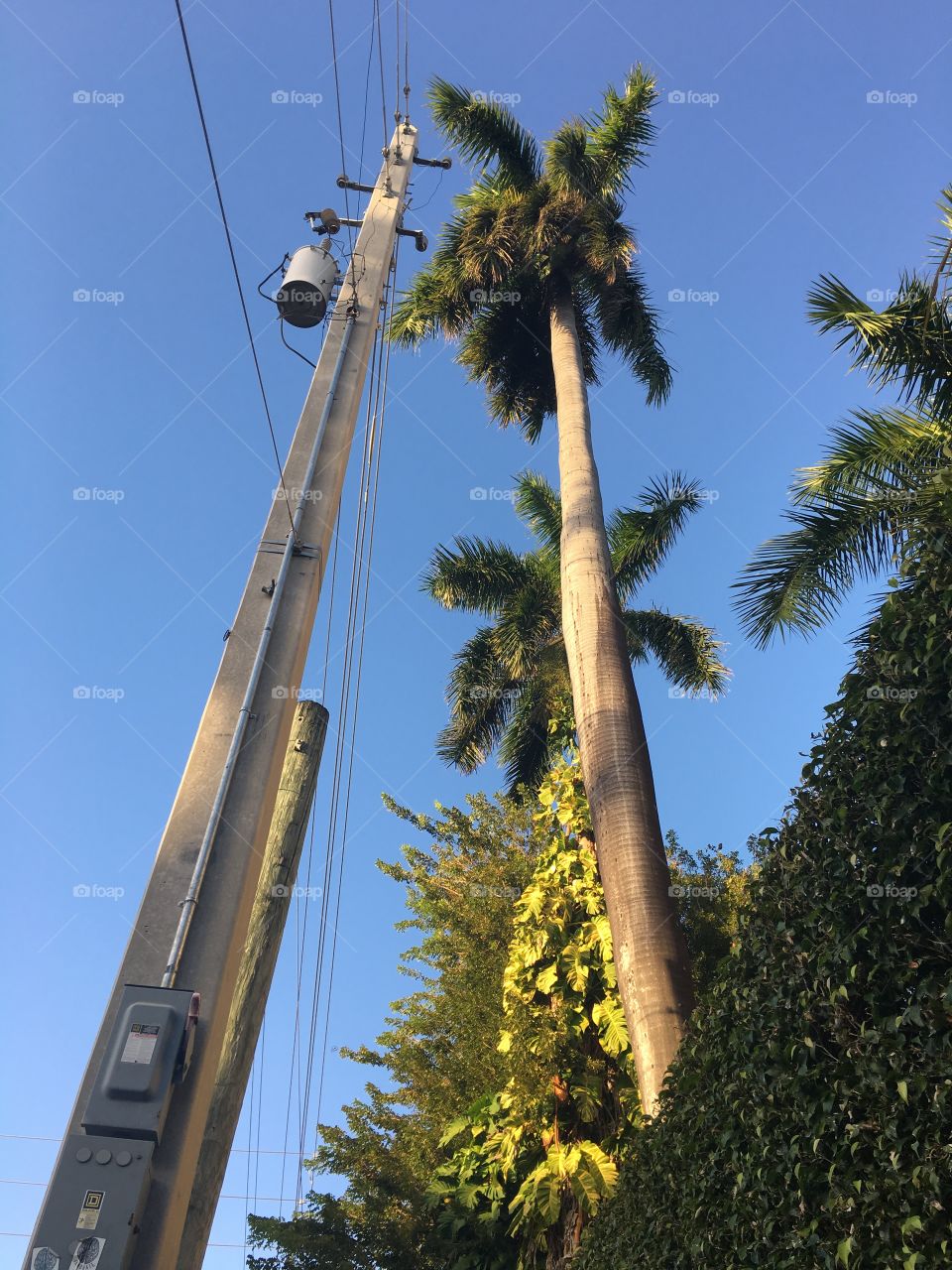 A palm tree competes with a nearby power pole for height in a tropical urban neighborhood