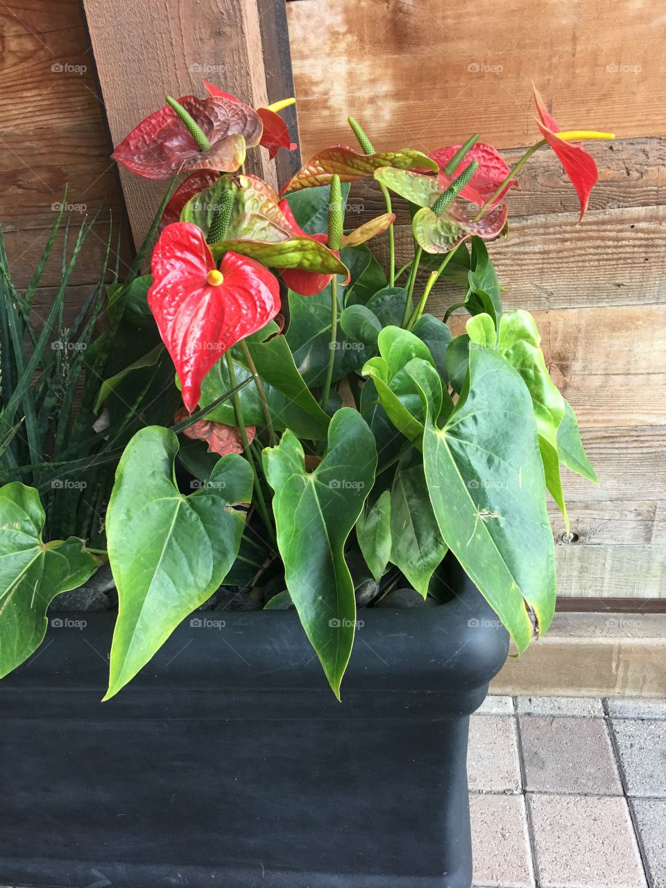 Tropical flowers in pot