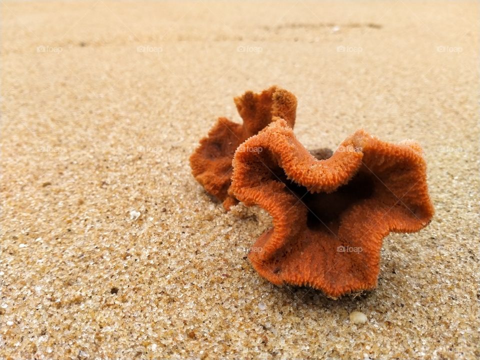 Seashells at the beach