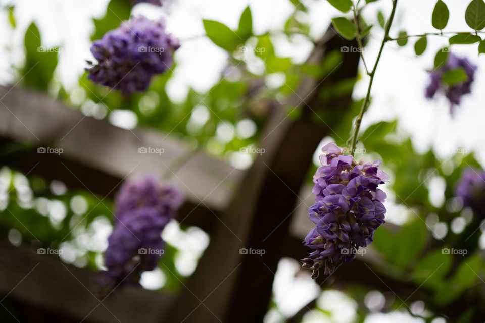 Purple flower vine