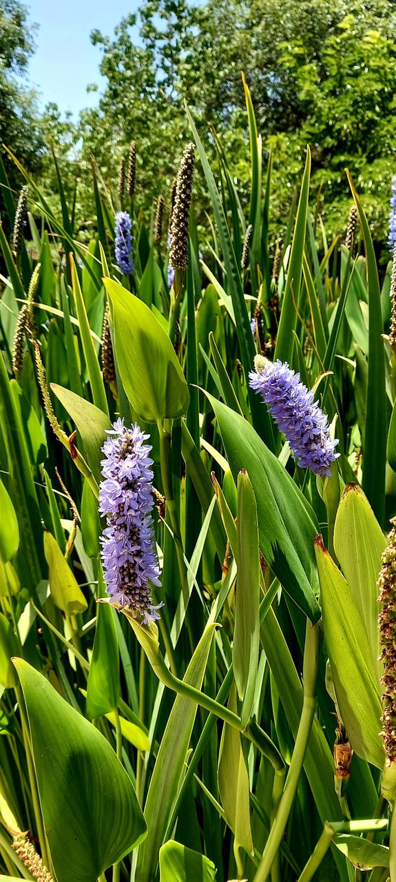 flowers and plants