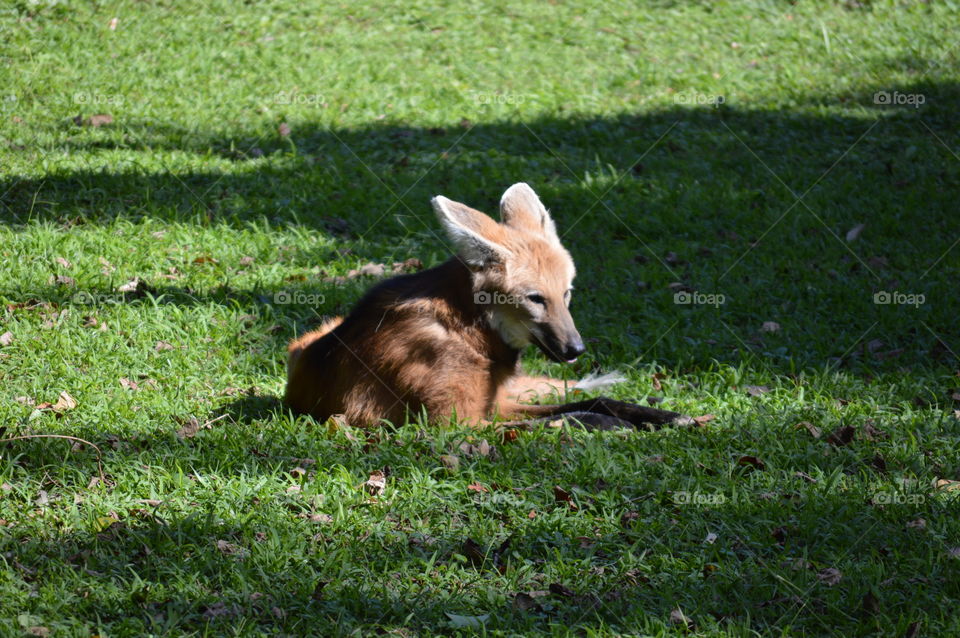 fox