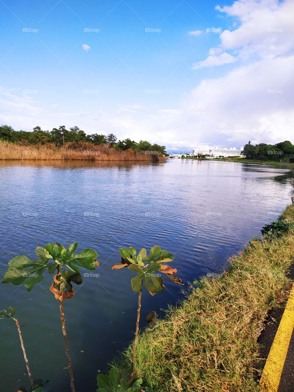 A nice blue river with different sorts of plants by it and white hotel in the distance. With sunlight reflection on the river