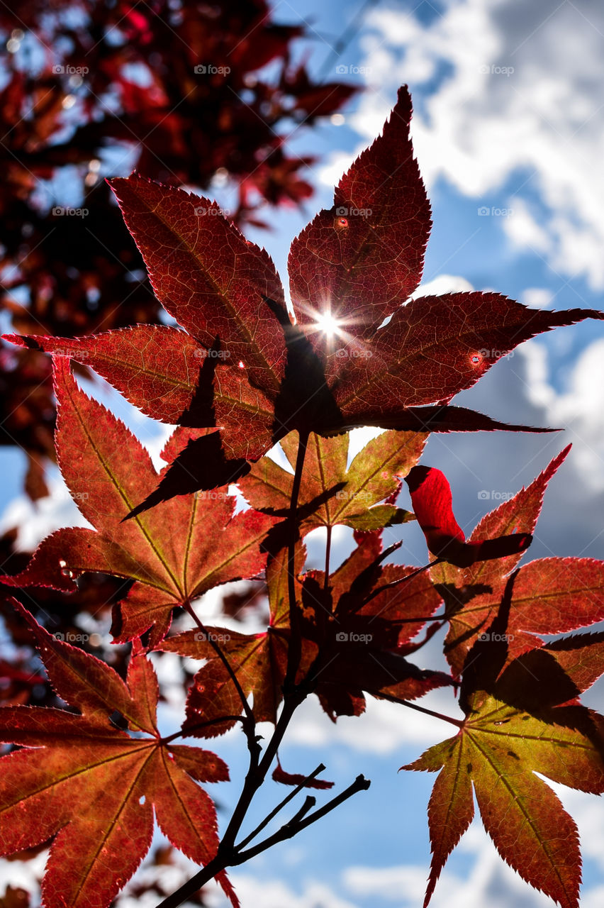 On a warm sunny day, the sun doesn't just shine around the leaves, but through them as well