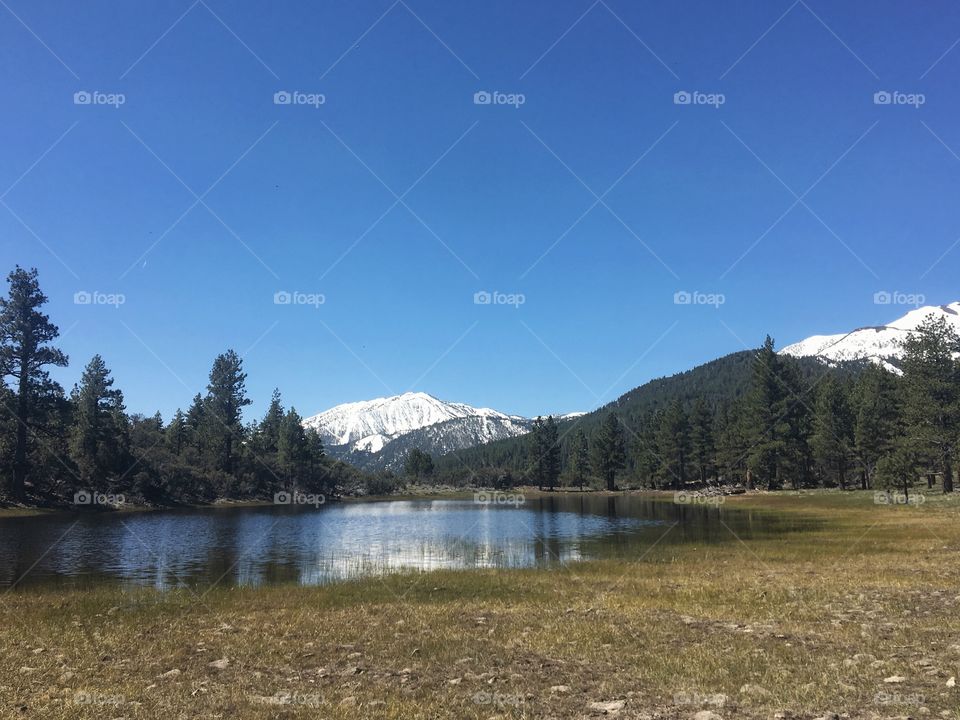 Trees and snowy mountain on pond