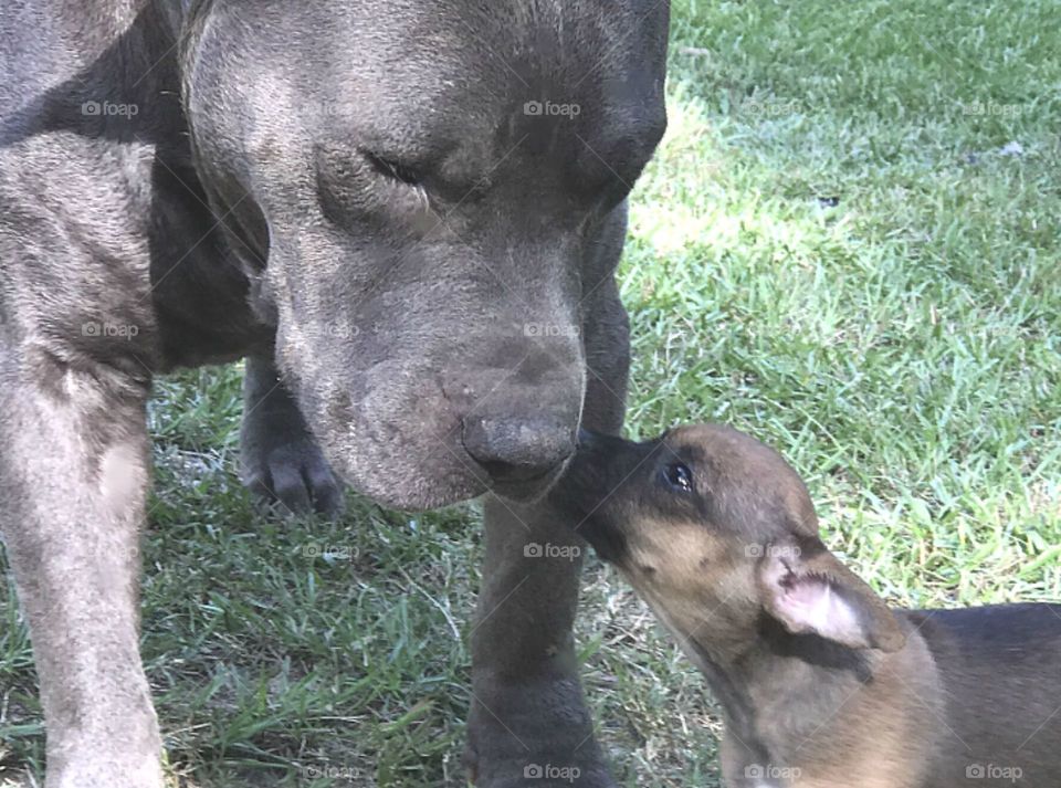 Kissing my new best dog friend 