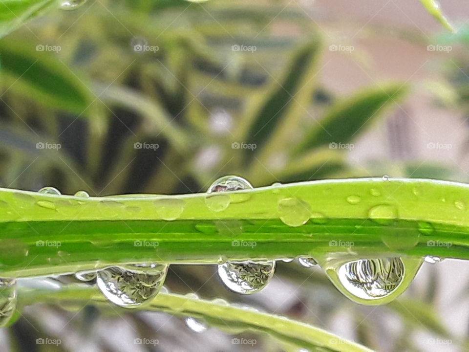 Three drops of rain on a green leaf close-up