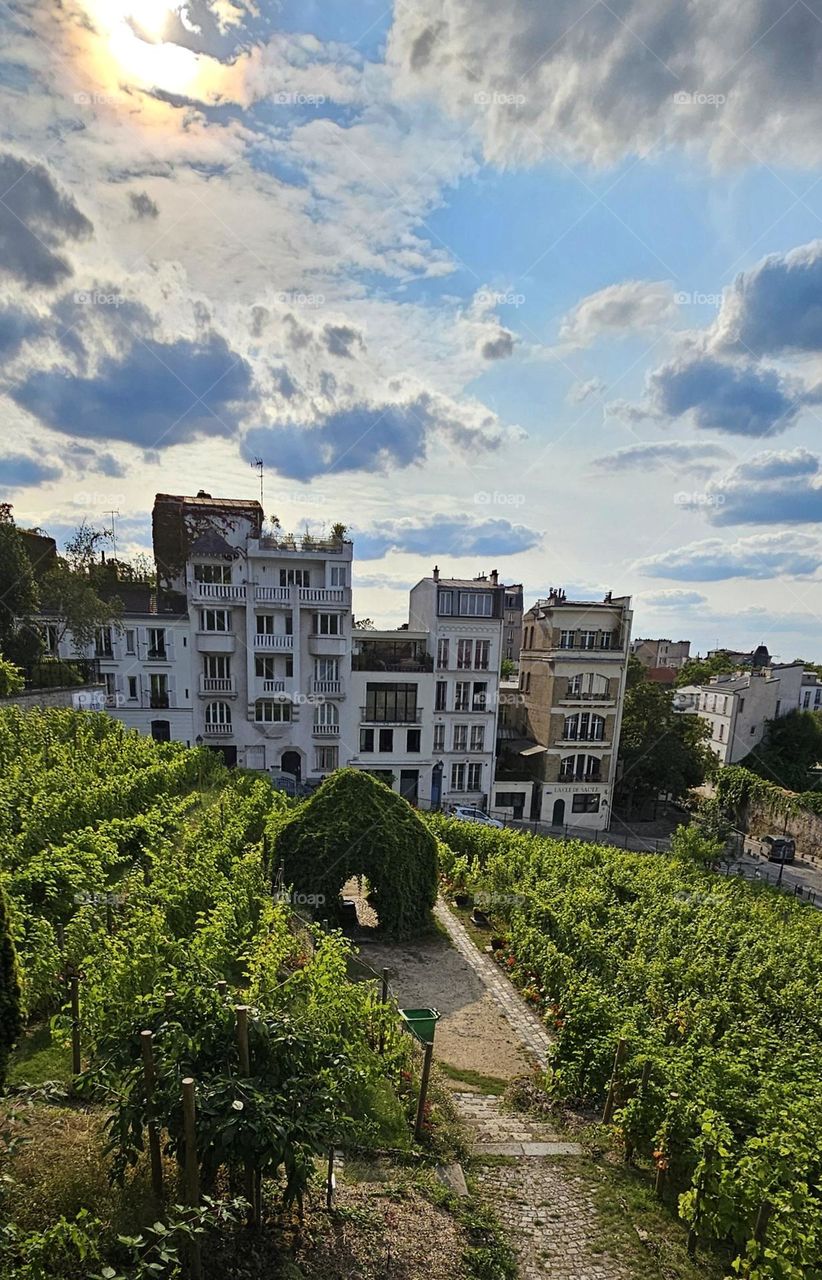 vignes de Montmartre