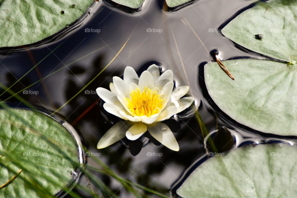 Water Lily