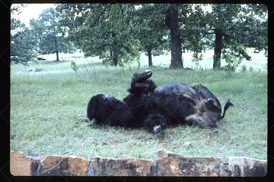 Buffalo rolling