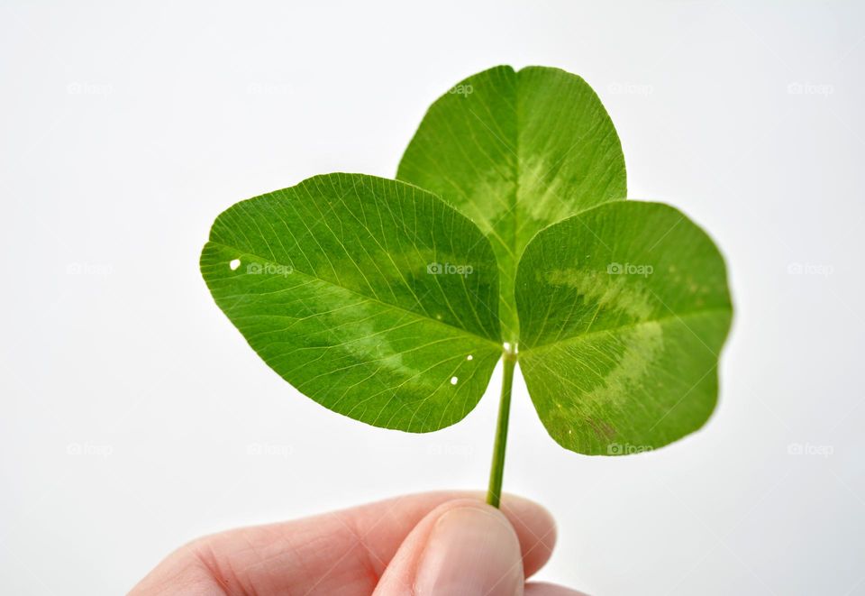 green leaf clover and female hand love earth