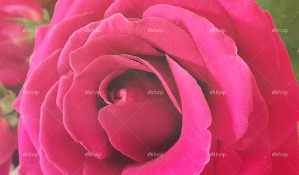 rose nature