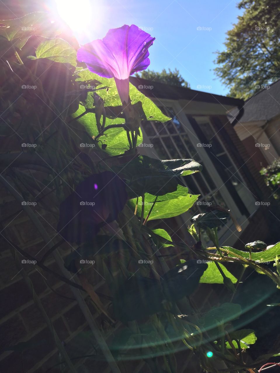 Sunlight hitting morning glories