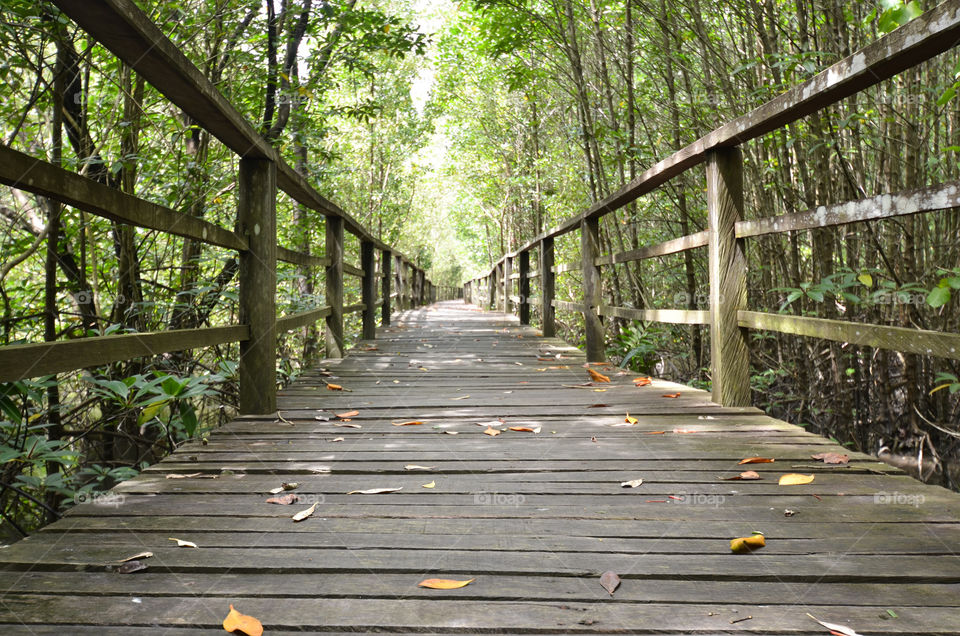 The bridge Taman Burung Likas & pamilan sabah
