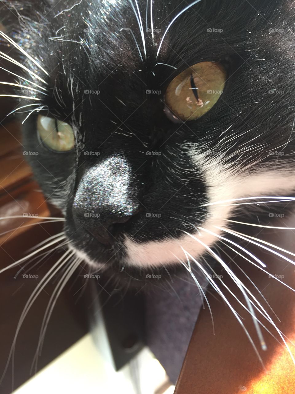 Cat close up
