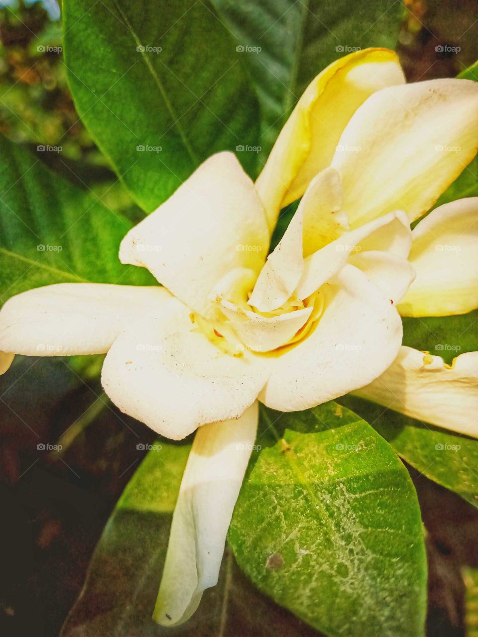 Beautiful magnolia flower nice looking image india