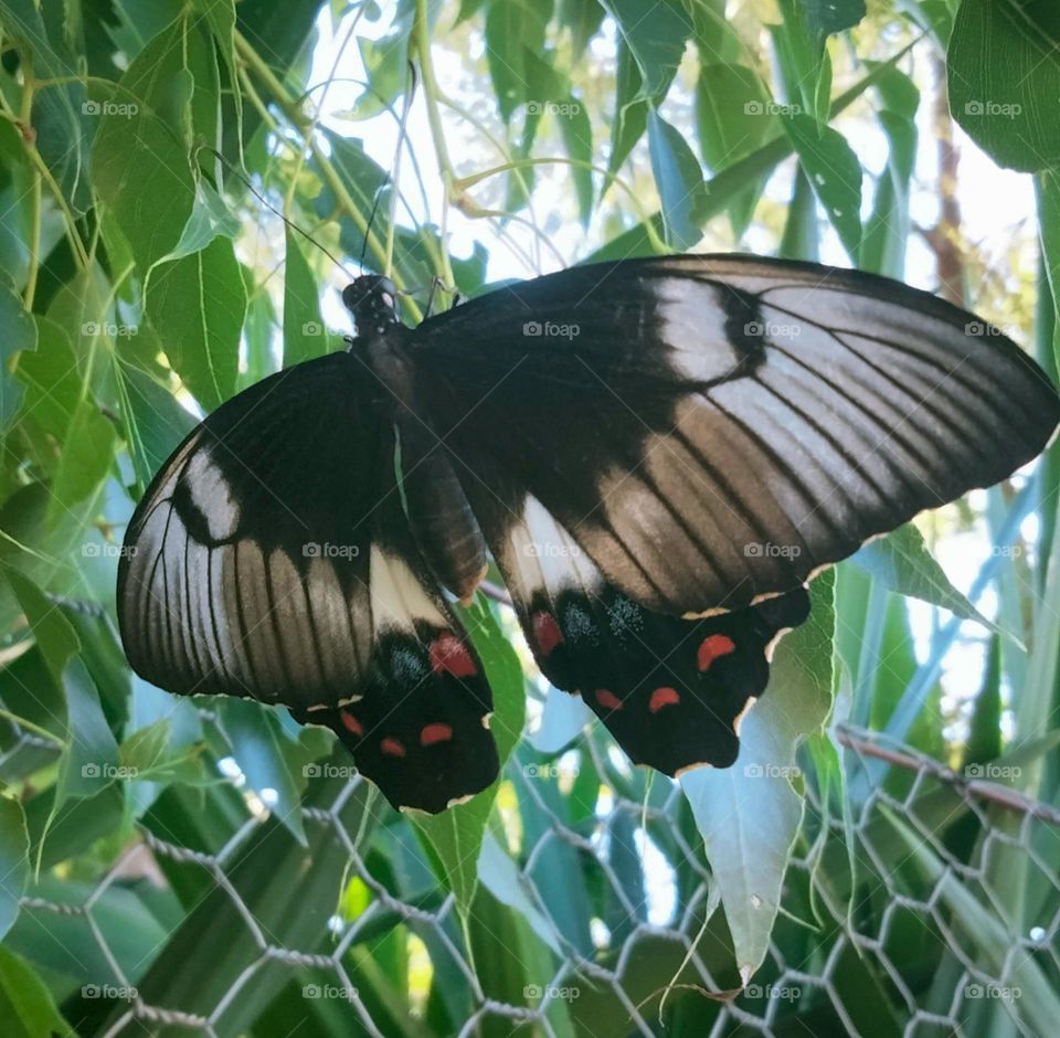 Papilio aegeus, the orchard swallowtail butterfly or large citrus butterfly is a species of butterfly from the family Papilionidae, 