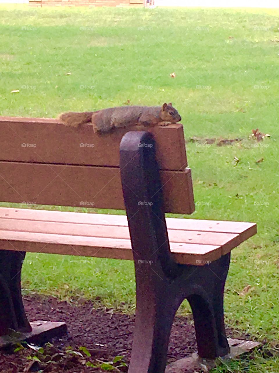 This squirrel was found sprawled out on this park bench 