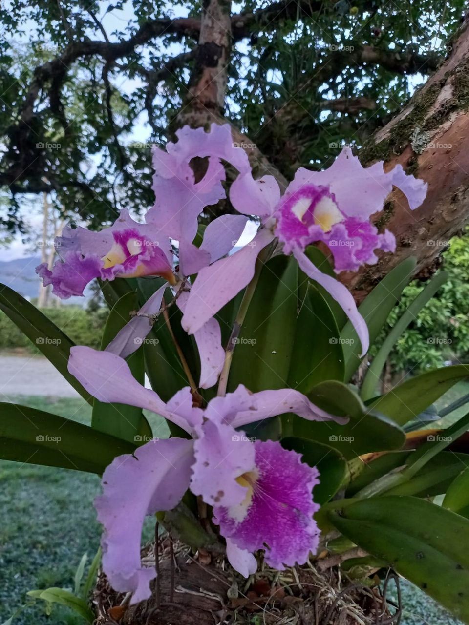 pink orchids