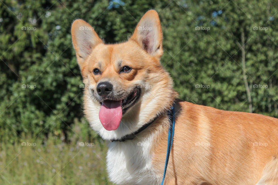 Close-up of corgi dog sticking out tongue