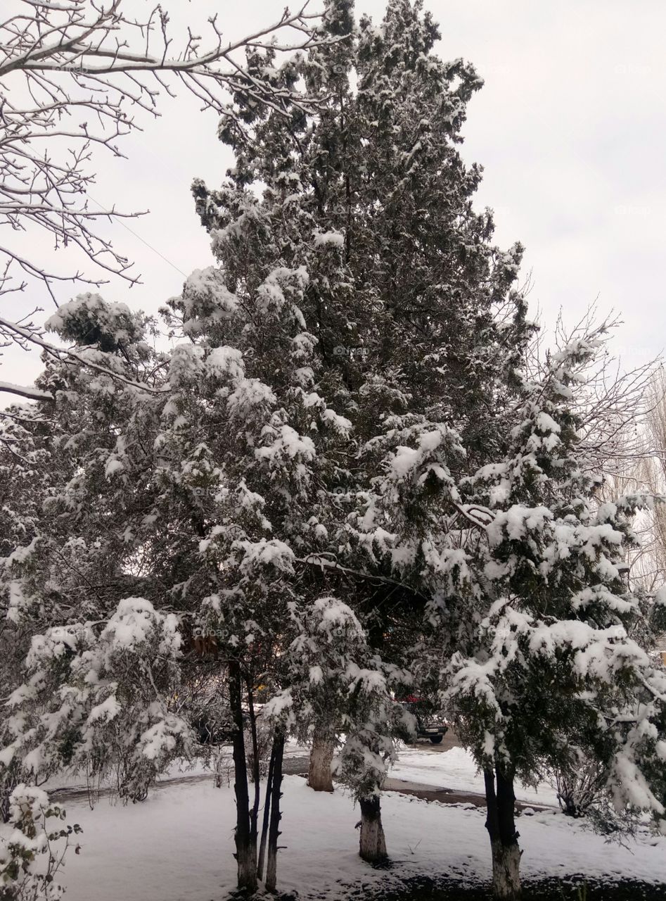 Tree, Winter, Season, Snow, Frost