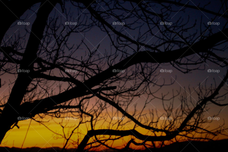 Sunset and tree