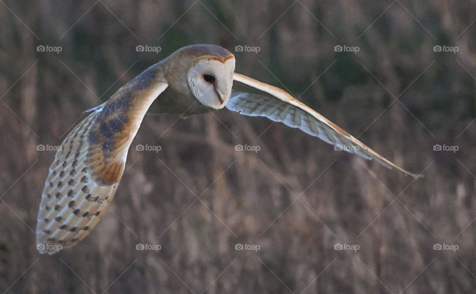 A close up of a barn owl