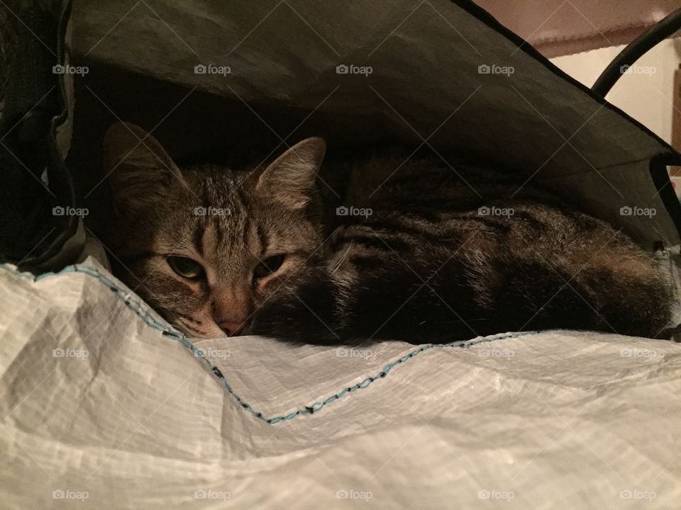 The cat in a shopping bag