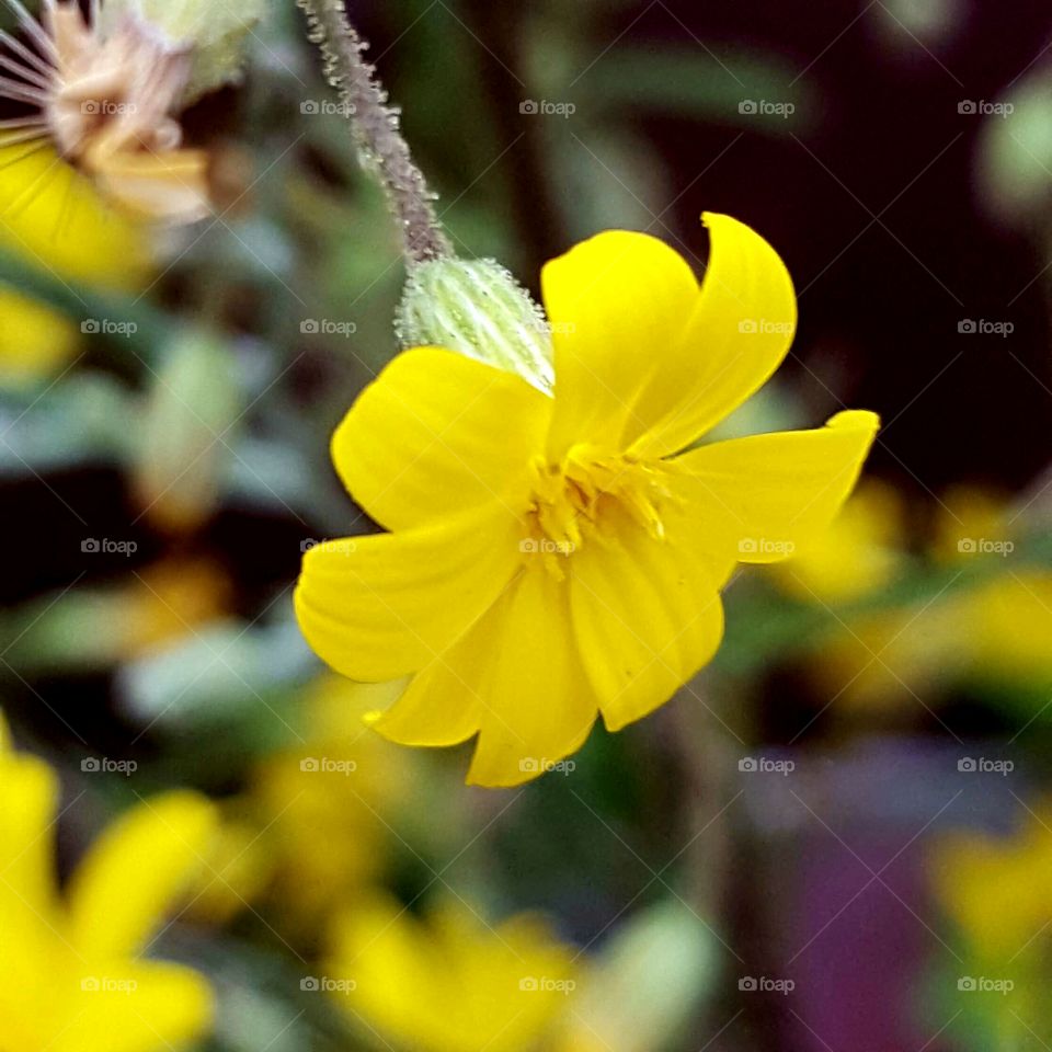 Flower, Nature, No Person, Flora, Garden