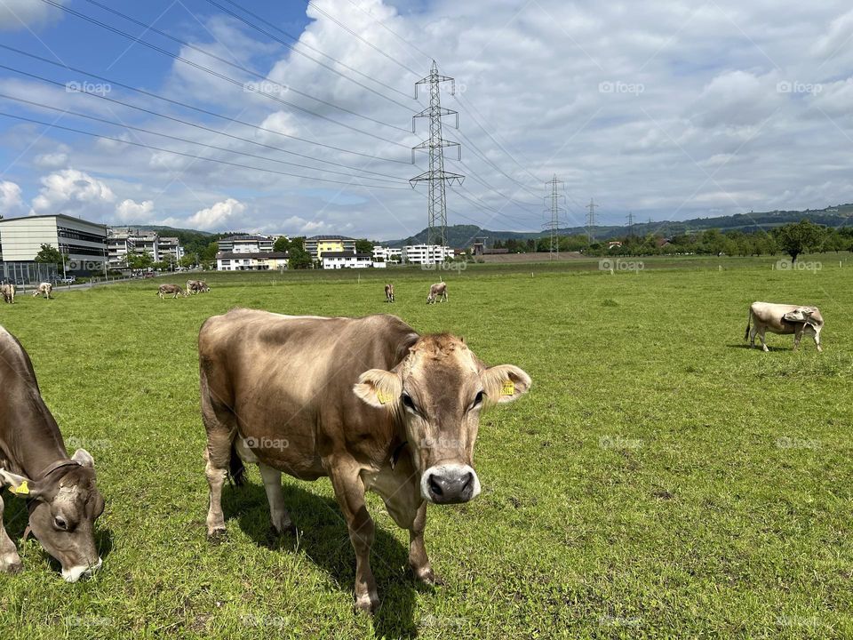 A picture of Swiss cows in the heart of beautiful nature