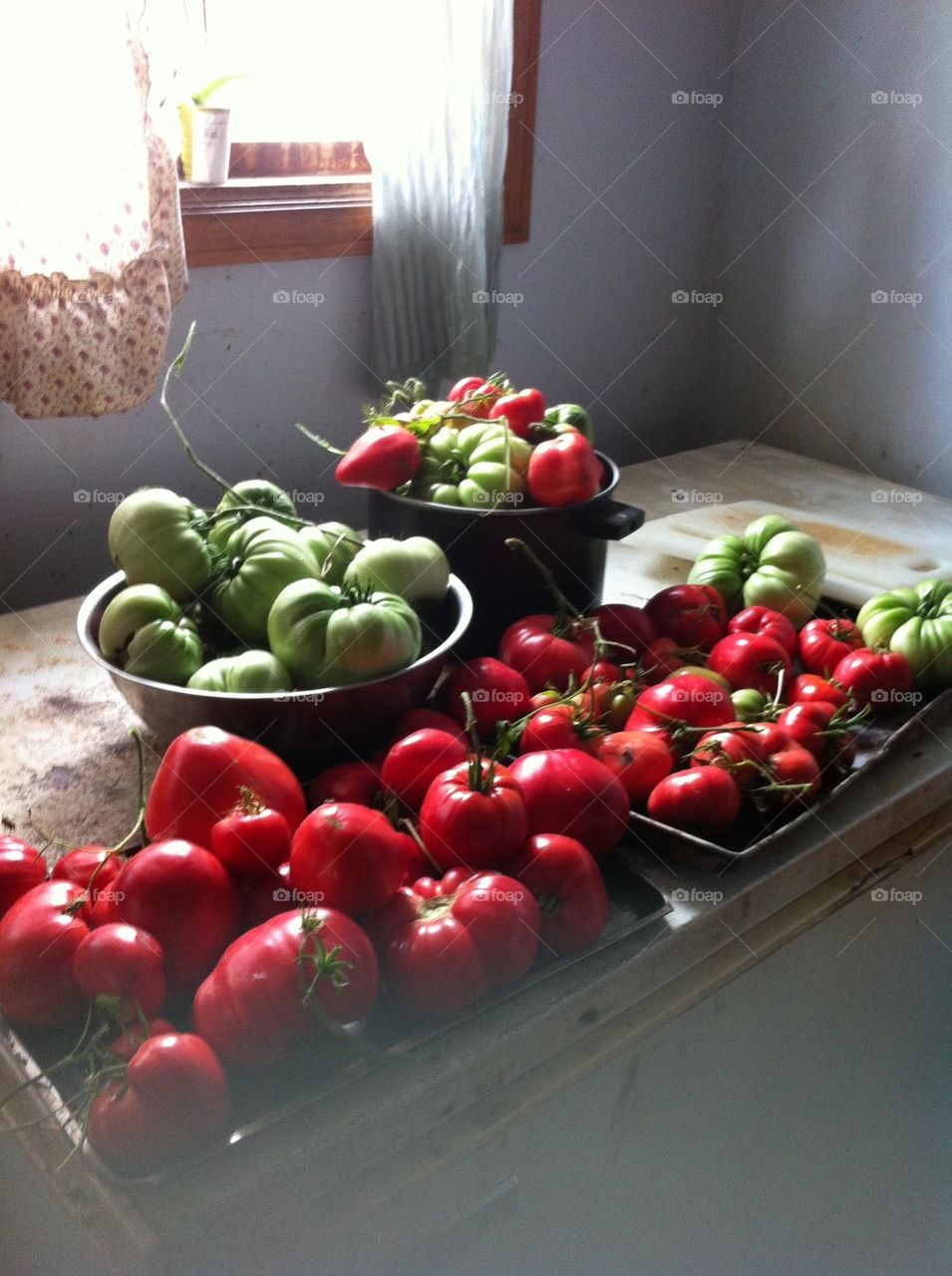 This is probably half of this years tomato crop