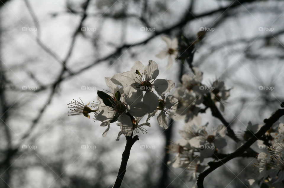 cherry blossoms