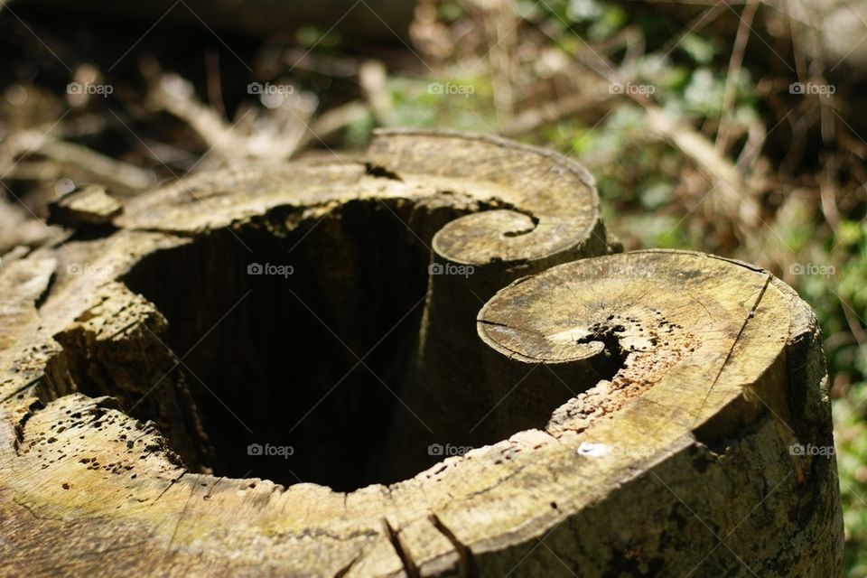 Tree trunk.   Stump heart